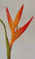 Heliconia