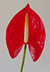 Hybrid Anthurium